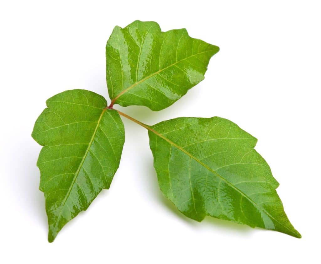 home-remedies-for-poison-ivy-sound-health-doctor