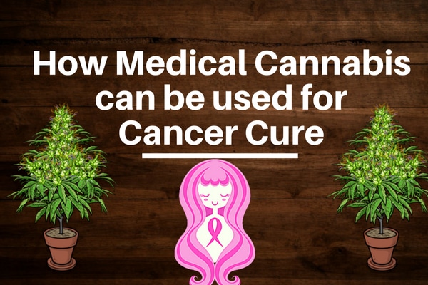 How Medical Cannabis can be used for Cancer Cure