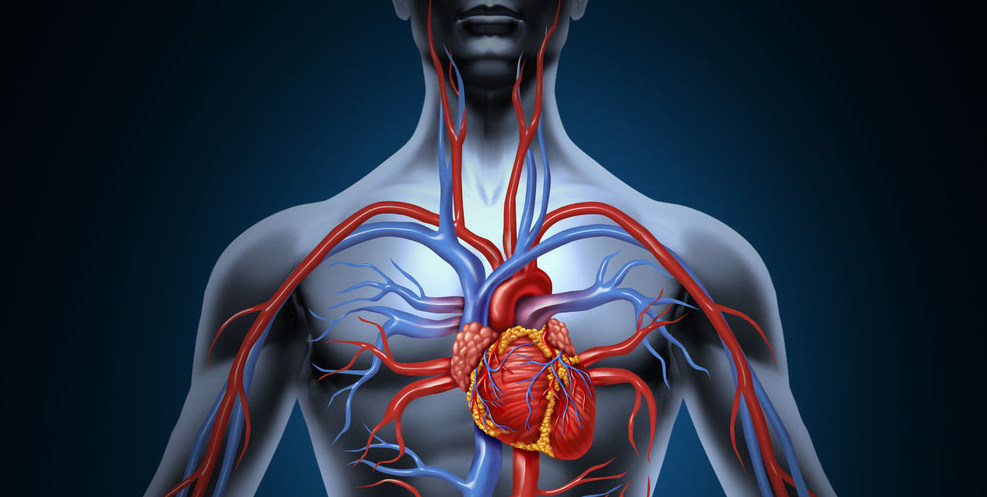Lower Blood Pressure and Increase Blood Circulation