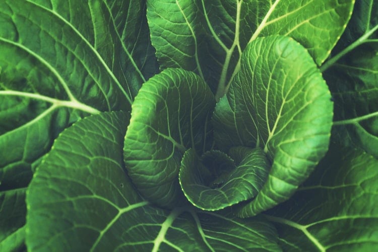 Green leafy vegetables