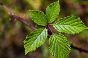 Health Benefits of Blackberry Leaves