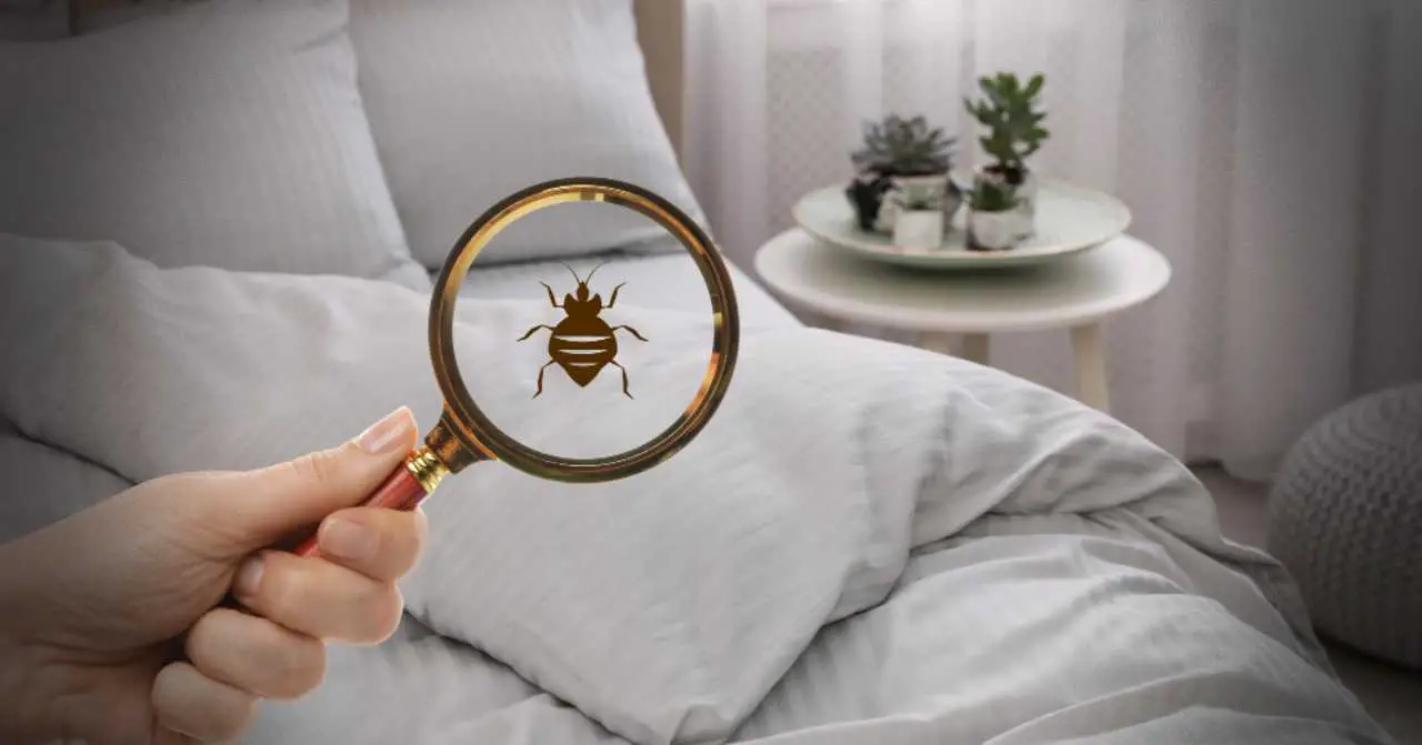 The Pest-Health Connection ─ Why Infestations Are More Than Just a Nuisance